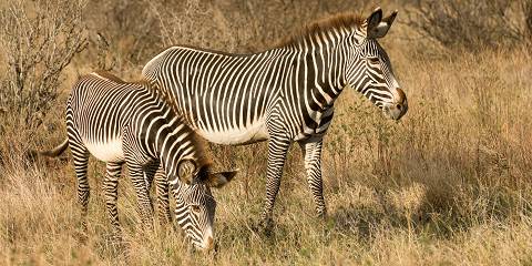 Memorable Adventure Safari