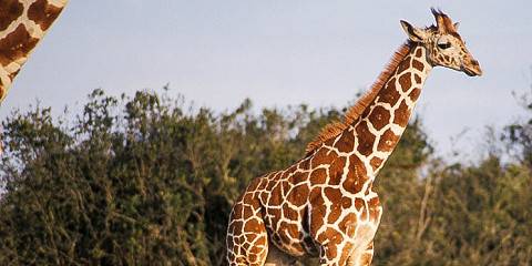 4-Day Lake Nakuru &Masai Mara Midrange Safari