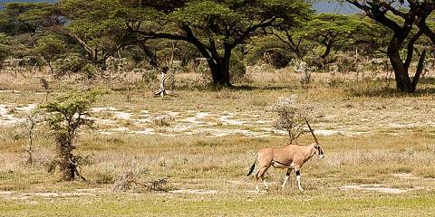 10-Day Roaring Kenya in a Pop-up Mini Van