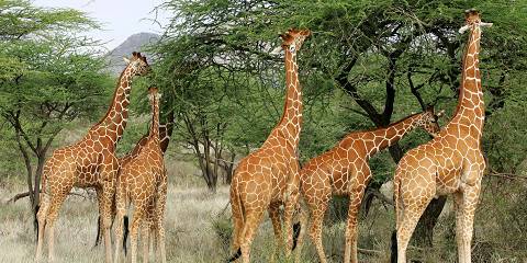 Day Ngutuni Sanctuary Safari from Diani/Mombasa