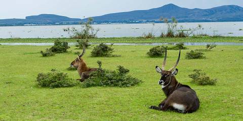 4-Day Masai Mara Reserve and Lake Naivasha Expeditions