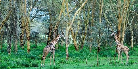 5-Day Maasai Mara Best Budget Safari