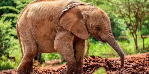 4-Day Big Tusker Safari – Tsavo and Amboseli Journey