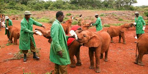 1-Day Nairobi Wildlife Attractions and City Tour
