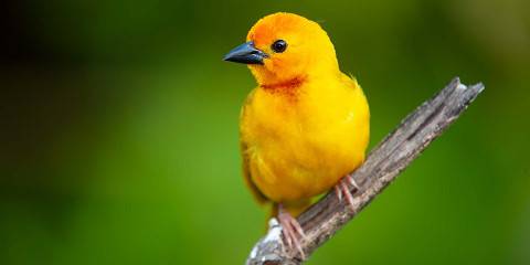 17-Day Kenya Birding and Photography Tour