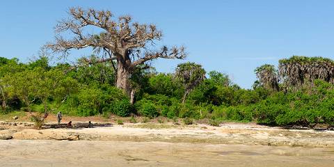 Morning/Afternoon Diani Village Bush Private Tour