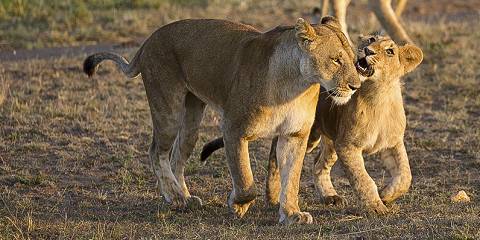 10-Day Explore Kenya Luxury Safari