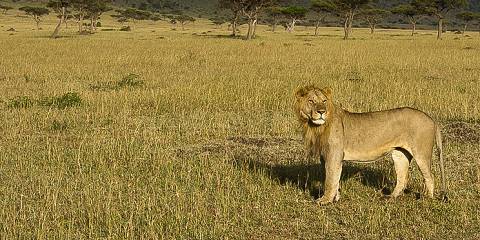 4-Day Thrilling Kenya Midrange Safari