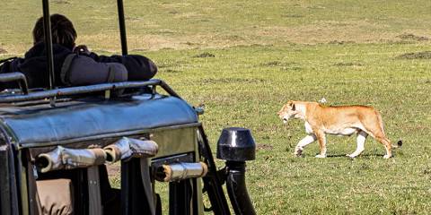 7-Day Classic Safari in Kenya's Popular Parks