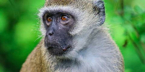 Nairobi Epic Safari