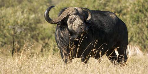 3-Day Luxury Masai Mara Safari Experience