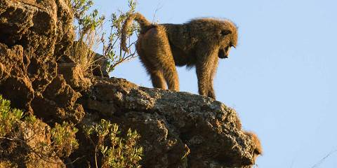 8-Day Aberdares Samburu Olpejeta Nakuru Mara Safari