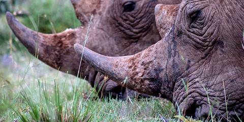 9-Day Majestic Adventure Around Kenya