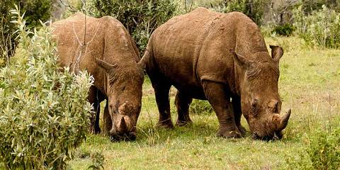 11-Day Kenya Epic Safari Adventure & Beach Getaway