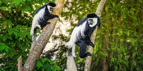 5-Day Group-Joining Safari Mara, Lake Nakuru & Naivasha