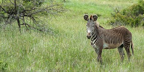 10-Day Safari Circuit of Kenya; Giants & Plains