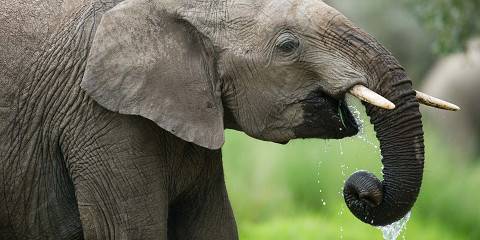 1-Day Tsavo East National Park Lunatic Safari