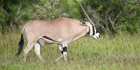 3-Day Samburu Special Five Unique Wildlife Safari