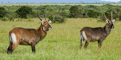 2-Day Masai Mara Kenya Group Budget Safari Tour