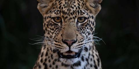 3-Day Masai Mara Budget Group Safari 4x4 Landcruiser