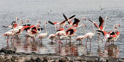 7-Day Mid Range-Wildlife Odyssey Expedition