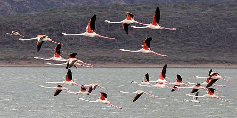 5-Day The Famous Masai Mara-Nakuru-Naivasha Group Safari