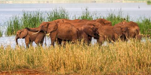 Amazing Mid-Range Safari and Beach Holiday