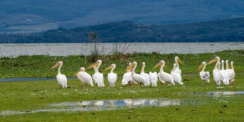 Lake Elementaita - Soysambu Conservancy Expedition