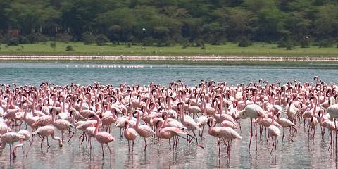 5-Day Kenya Safari of Lakes and Maasai Mara Magic