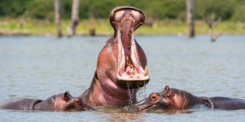 1-Day Hells Gate, Crescent Island & Lake Naivasha Safari