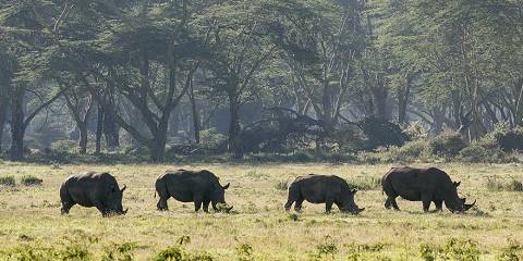 7-Day Ol Pejeta, Lake Nakuru, Lake Naivasha, Masai Mara