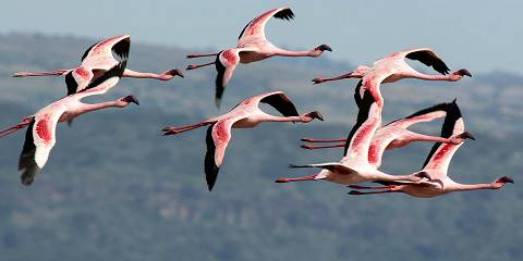 5-Day Savannahs, Lakes & Gorges Safari