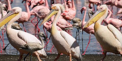 8-Day Kenya's Natural Wonders Expedition
