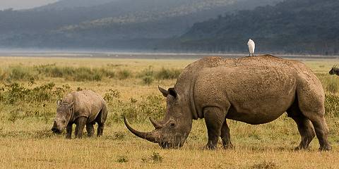 13-Day Thrilling Budget Group Joining Safari Jeep