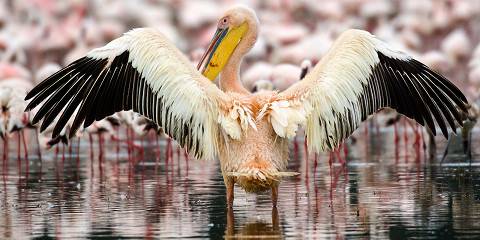 Kenya & Tanzania Budget Combo Tour