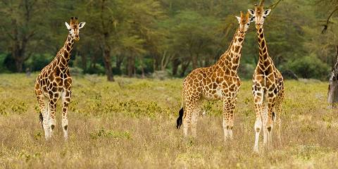 5-Day Hell's Gate, Lake Nakuru and Masai Mara Safari
