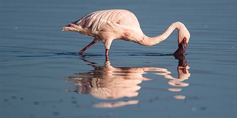 4-Day Mara &Nakuru Budget Safari Adventure