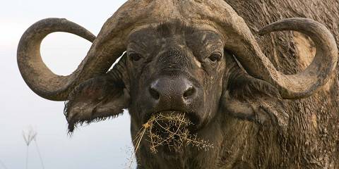 4-Day Tsavo West, Tsavo East, and Amboseli Safari