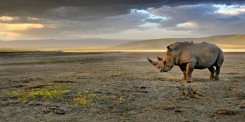 7-Day Mara-Nakuru-Naivasha-Amboseli Budget Safari - 4x4