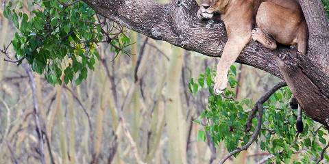 Tsavo East, Amboseli, Tsavo West & Saltlick Lodge