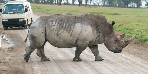 4-Day Masai Mara-Lake Nakuru Budget Safari