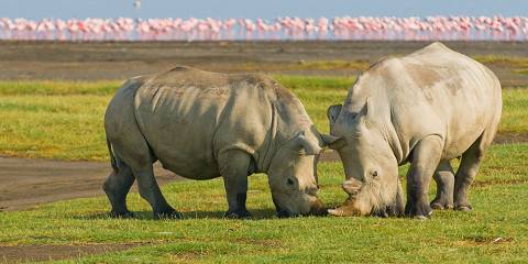 5-Day Sweetwaters, L Nakuru & L Naivasha Wildlife Safari