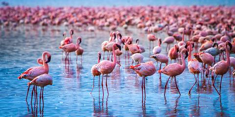4-Day Budget Group Mara -Nakuru Group Joining 4x4