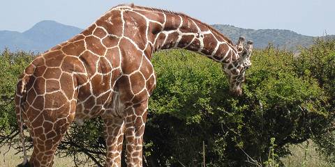 Enjoy Lewa Wildlife Conservancy Fly-in Safari