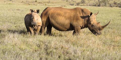 6-Day Whispers of the Wild - Kenya Safari