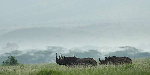 7-Day Kenya's Pride Safari