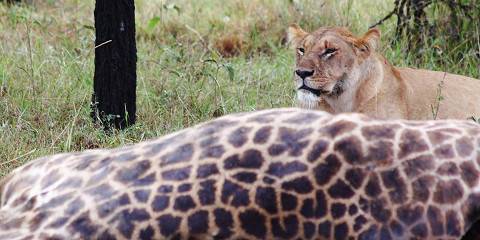 4-Day In the Wilderness (Luxury) Safari