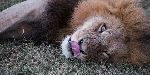 4-Day Classic Masai Mara Budget Getaway