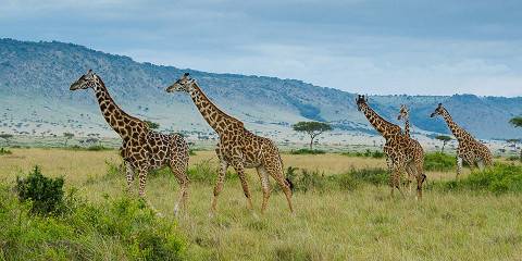 3-Day Budget Sankale Camp Masai Mara Private Tour