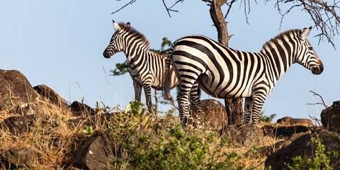 5-Day Luxury Flyin Amboseli and Masai Mara